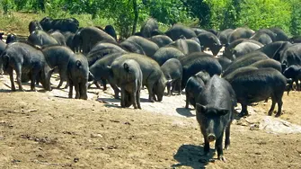 Асоциация: Източнобалканските свине не са 