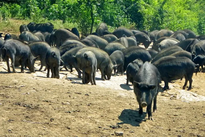 Правителството бори чумата по свинете с 3,7 млн. лв. 
