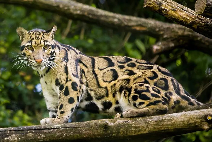 WWF: Животните изчезват с бързи темпове 
