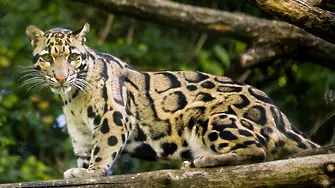 WWF: Животните изчезват с бързи темпове 