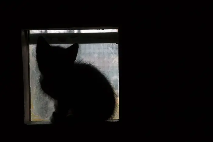 Котката на Шрьодингер: жива и мъртва едновременно, при това - на две места