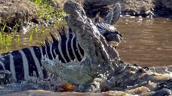 Смела зебра ухапа крокодил (СНИМКИ)