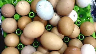 Полски яйца в България има, заразени със салмонела няма 