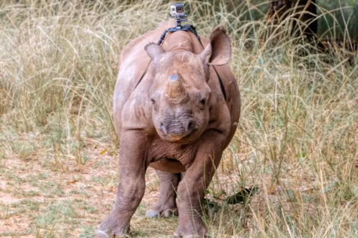 Светът през погледа на бебе-носорог (ВИДЕО)