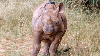 Светът през погледа на бебе-носорог (ВИДЕО)