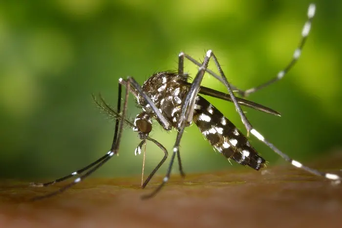 Учени установиха любимата кръвна група на комарите