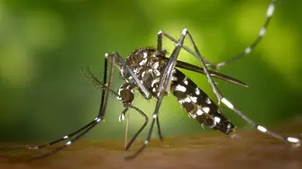 Учени установиха любимата кръвна група на комарите