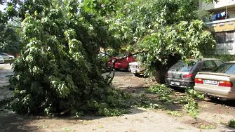 Русе - изтръгнати дървета и оцелели коли след бурята