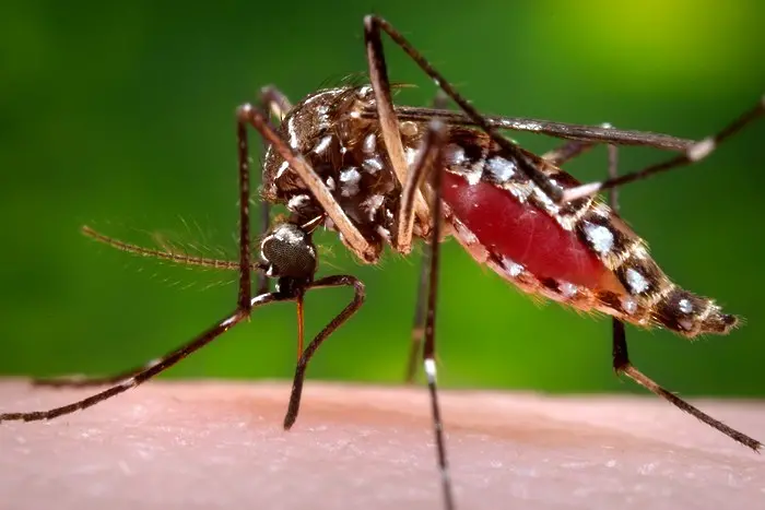 Комари мутанти ще борят вируса зика на Карибите