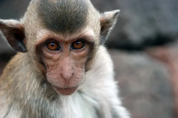 Техническа грешка заточи маймуните в зоопарка