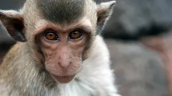 Техническа грешка заточи маймуните в зоопарка
