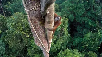 Победителят е... обядът на орангутан от Индонезия