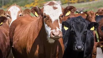 ЕК одобри €29 млн. за животновъди и производители на картофи у нас