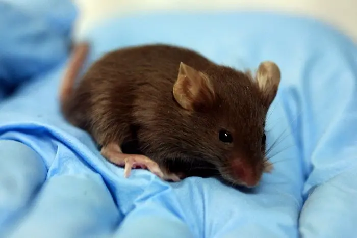 Учени трансплантираха на мишка отгледани в лаборатория бели дробове