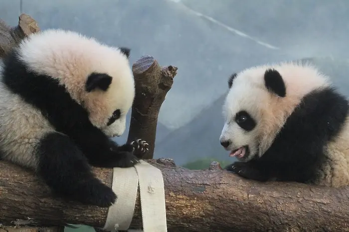 Панди близнаци, родени в САЩ с проблем - не разбират китайски