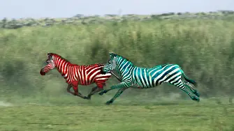 Какво се случва на състезанието със зебри към 15 часа?