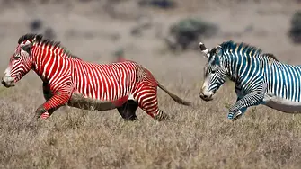 11,30 часа: първата зебра опитва да спечели днес