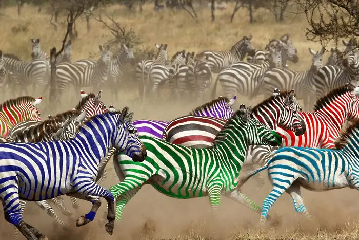 Данни от надбягването със зебри към 17 часа
