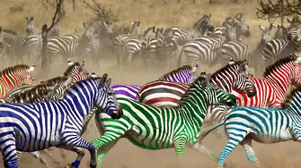 Още две спортни агенции подават залози за състезанието със зебри