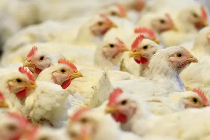 100 т пилешко месо със салмонела е стигнало до България