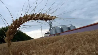 Нов Гладомор? Русия изнесла 400 000 т зърно от окупираните украински територии