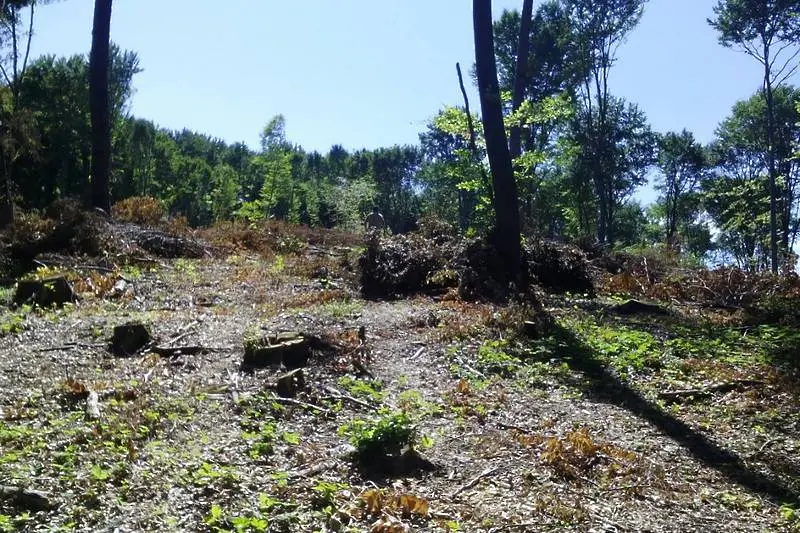 Незаконна сеч унищожила 180 дка гора край София