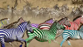 Състезанието със зебри през погледа на друг букмейкър - към 9,30 часа