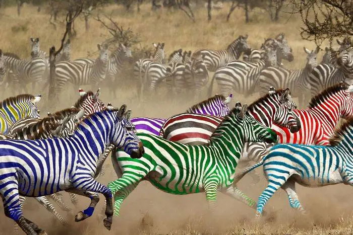 13,00 часа - състезанието със зебри продължава