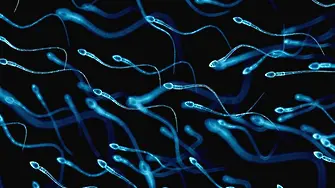 Мръсен въздух - малки сперматозоиди?