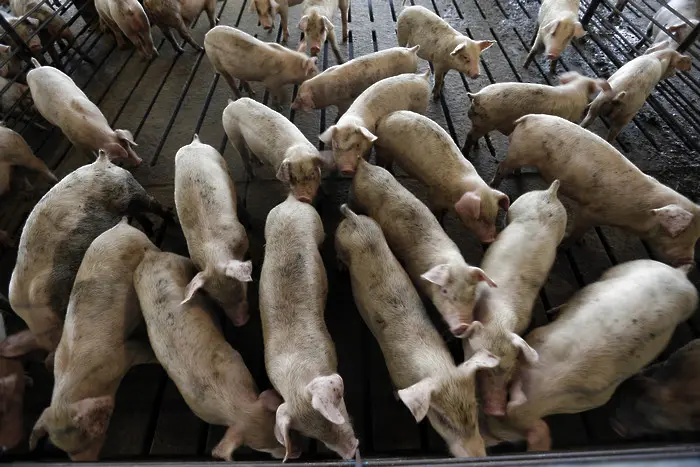 Започна унищожаването на прасета в Плевенско