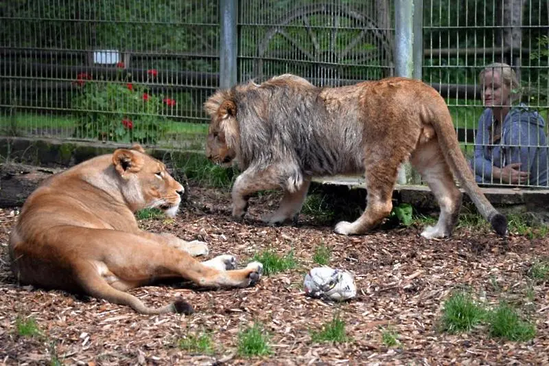 Два лъва, два тигъра и ягуар избягаха от зоопарк в Германия