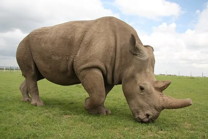 Учени създадоха хибридни ембриони със сперма от бял носорог