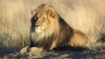 Лъвовете са застрашени от изчезване