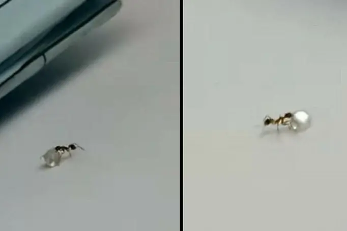 Мравка се опита да открадне диамант от бижутер (ВИДЕО)