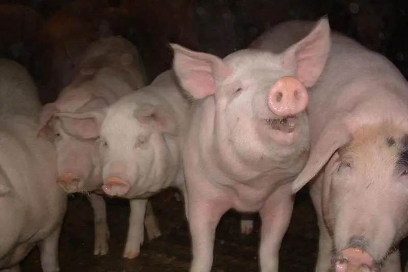 БАБХ откри чума по свинете и в Бургаско