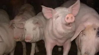 Африканска чума в комплекс със 17 000 свине в Русенско