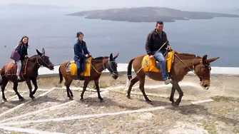 Гръцките власти бранят магаретата на Санторини