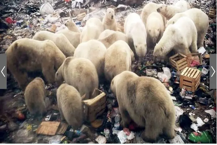 Бели мечки нахлуха в северни територии на Русия