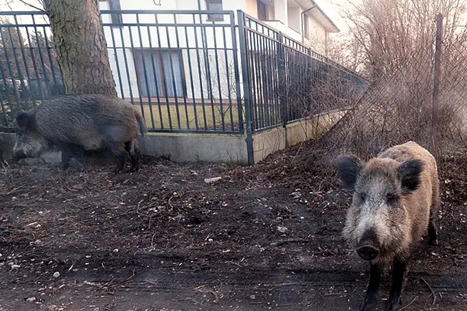 Спешни мерки срещу чумата: властите препоръчват да се изколят прасетата