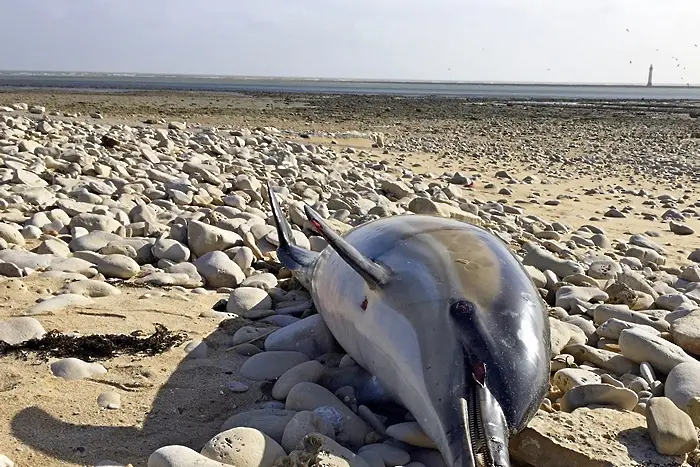 Учени прогнозираха измиране на делфините