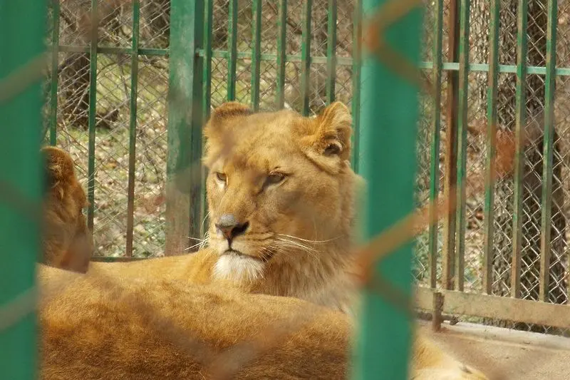 Новородени лъвчета починаха от хипотермия в зоопарка в Хасково