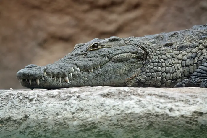 Кой си купува на черно... крокодил?