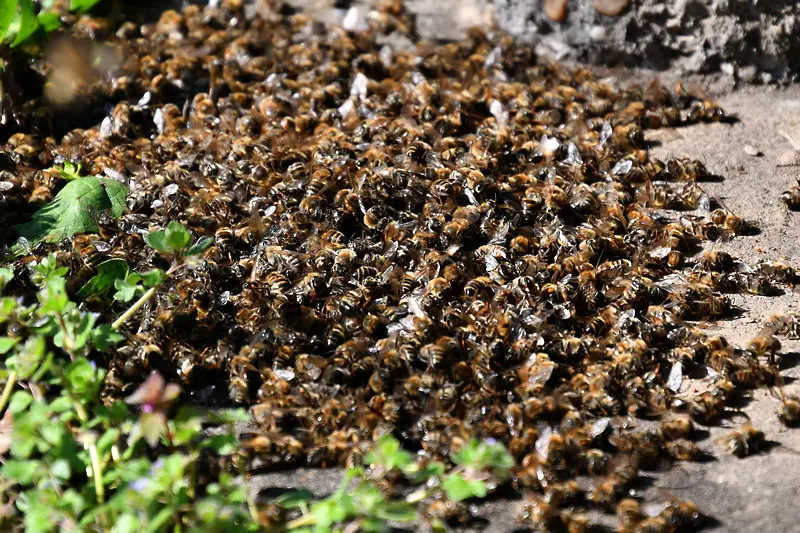 Хиляди пчелни семейства са избити в Плевенско от земеделски препарати