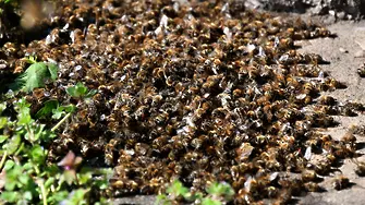 Хиляди пчелни семейства са избити в Плевенско от земеделски препарати