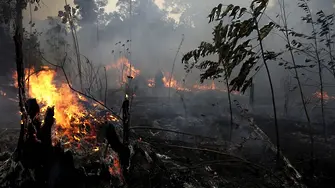 Пожарите могат да превърнат Амазония в савана
