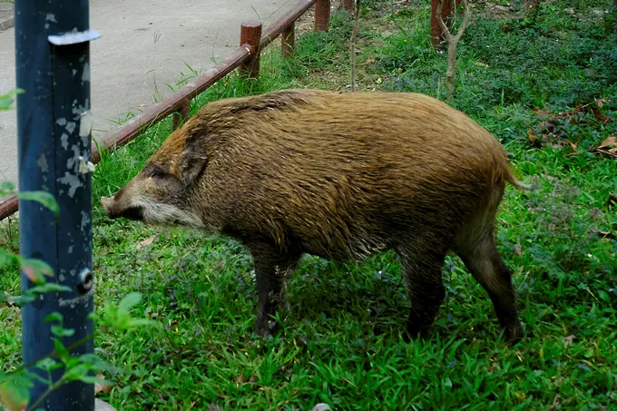 Нов случай на свинска чума в Смолянско - десети поред