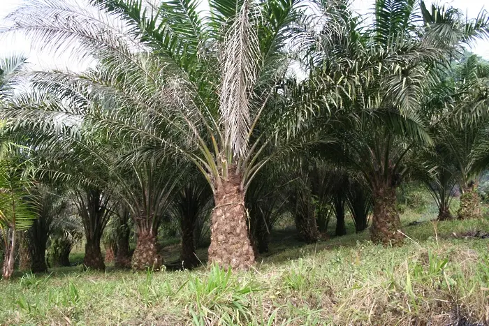Малайзия ще съди ЕС, че не иска да гори палмово масло