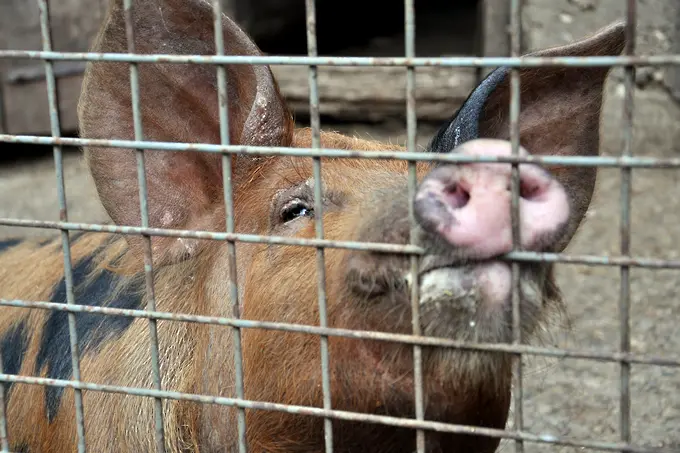 Комисията по земеделие на ЕП одобри  повече пари в борбата със свинската чума