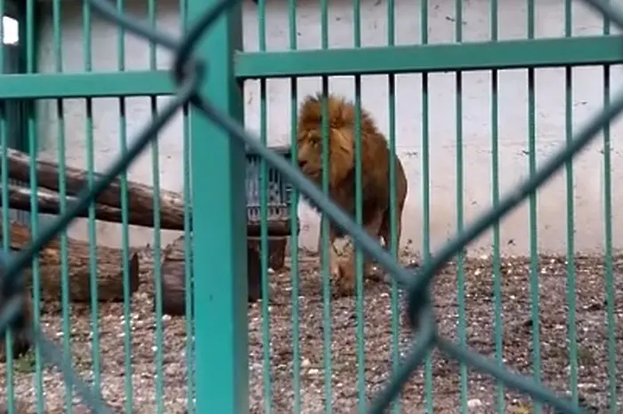 Пореден лъв в беда в незаконния зоокът в Разград