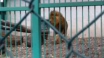 Пореден лъв в беда в незаконния зоокът в Разград